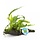 Dirftwood with Java fern