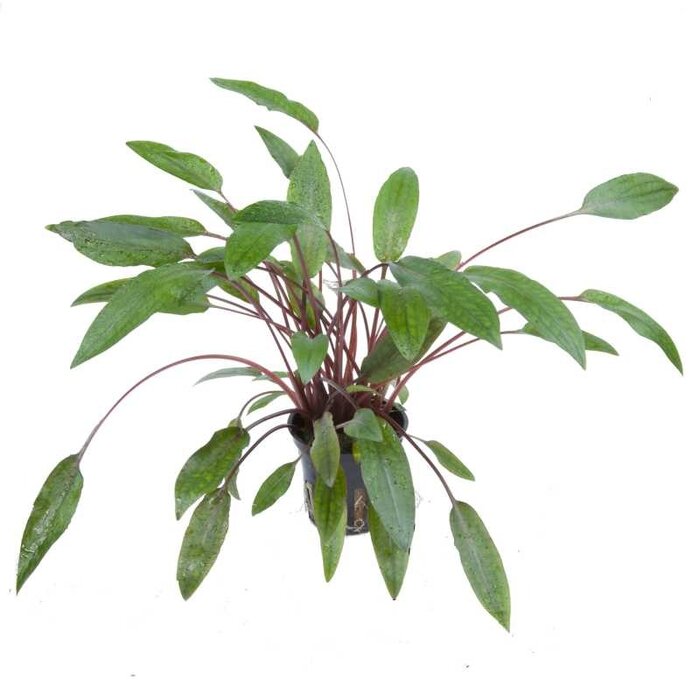 Tropica Cryptocoryne beckettii 'Petchii' - In pot