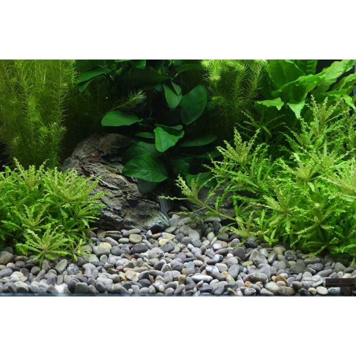 Dennerle Dennerle Plantahunter River natuurgrind