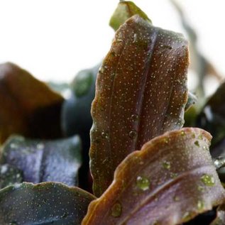 Tropica Bucephalandra 'Kedagang' in pot