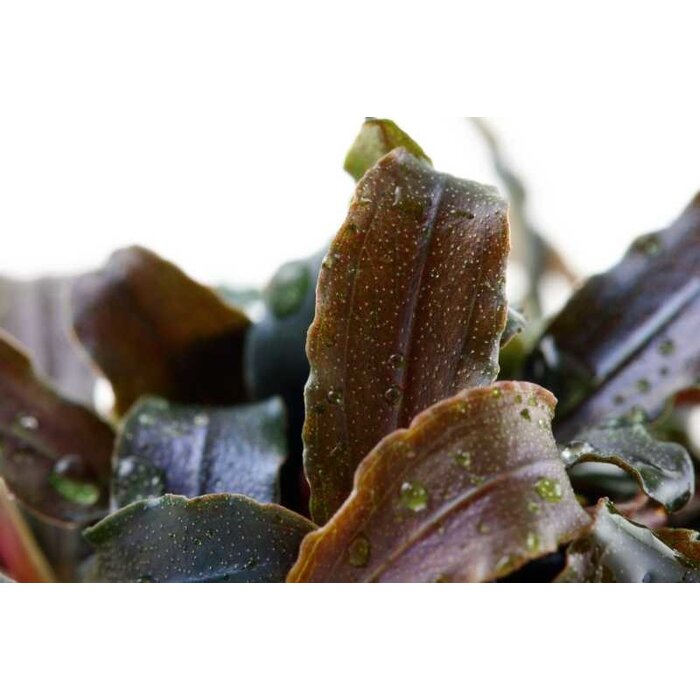 Tropica Bucephalandra 'Kedagang' in pot