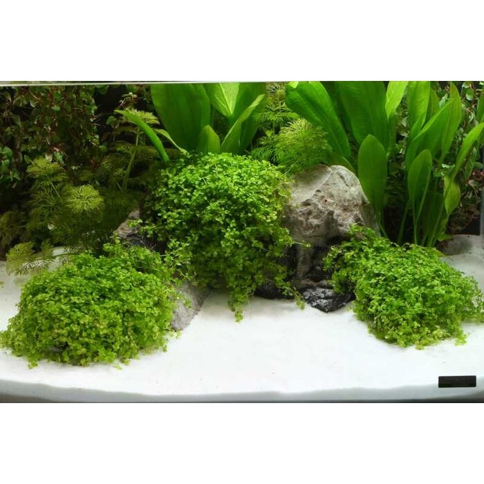 Dennerle Dennerle Plantahunter Beach natural gravel