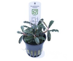 Tropica Bucephalandra 'Kedagang' in pot