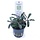 Bucephalandra 'Kedagang' in pot