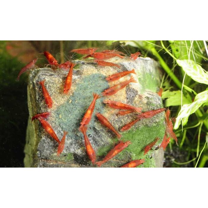 Dennerle Dennerle Shrimp King Yummy Gum