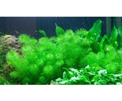 Tropica Myriophyllum ’Guyana’ - In Vitro Cup