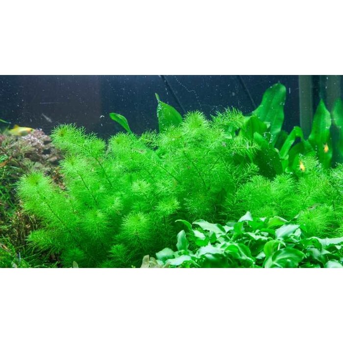 Tropica Myriophyllum ’Guyana’ - In Vitro Cup