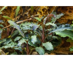 Tropica Bucephalandra 'Kedagang' - In vitro cup