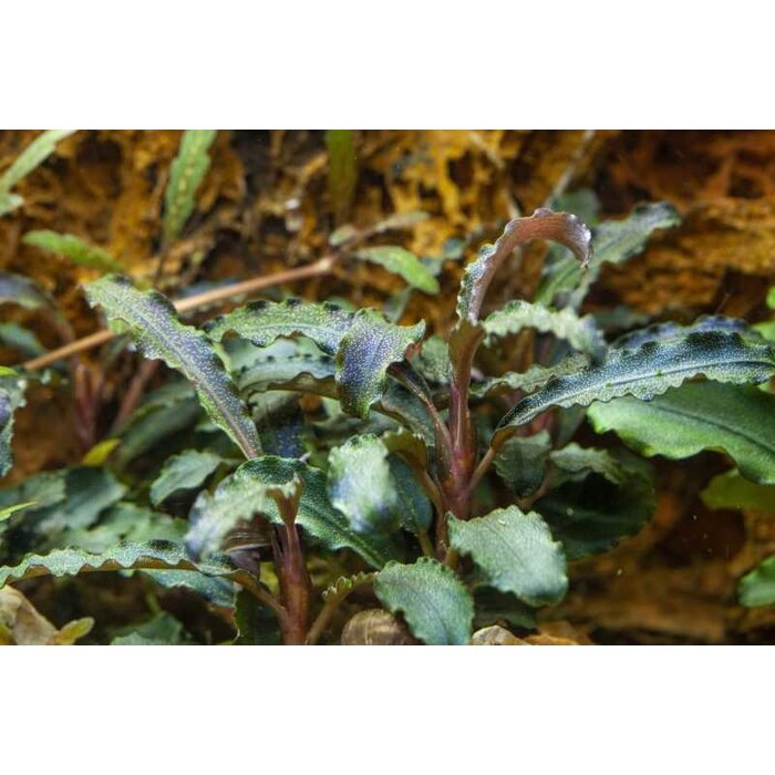 Tropica Bucephalandra 'Kedagang' - In vitro cup