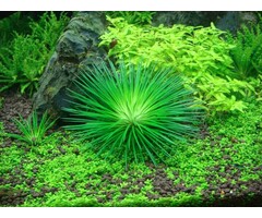 Tropica Eriocaulon cinereum - In Vitro Cup