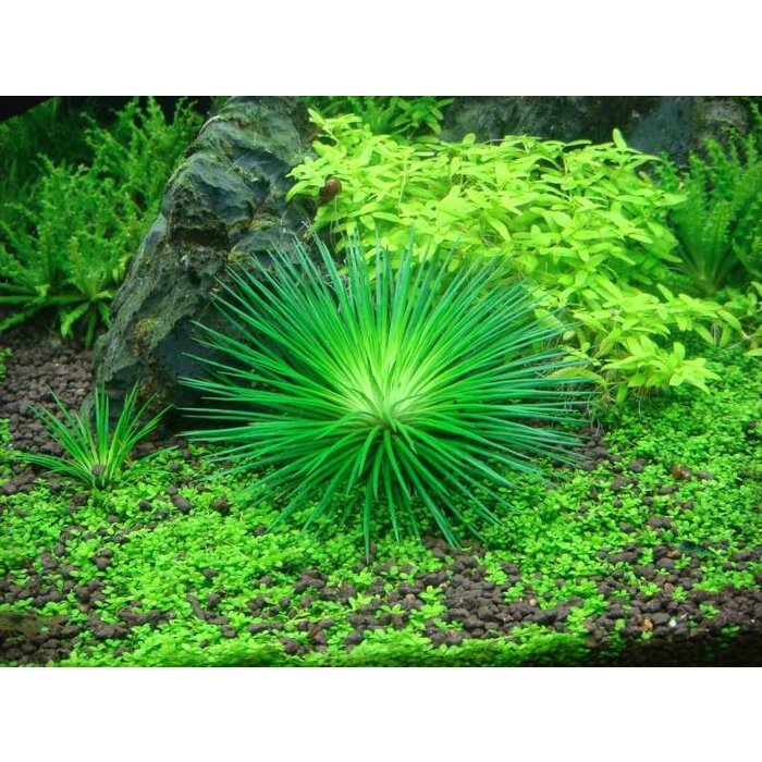 Tropica Eriocaulon cinereum - In Vitro Cup