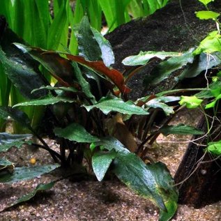 Tropica Cryptocoryne beckettii 'Petchii' - In pot