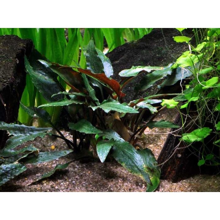 Tropica Cryptocoryne beckettii 'Petchii' - In pot