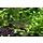 Caridina Multidentata / Japonica XL garnelen
