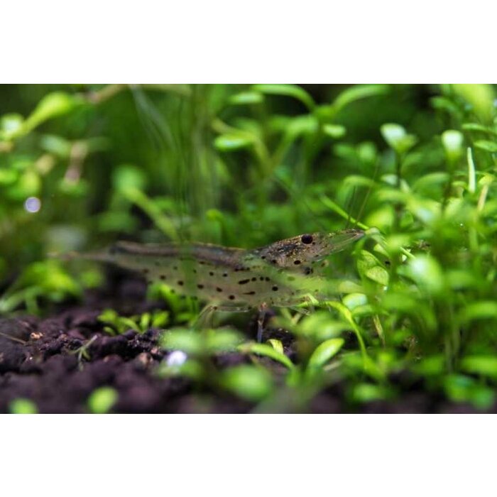 Onlineaquarium spullen Japonica garnalen (Amano garnalen) - Uitstekende algeneters