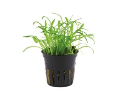 Tropica Lilaeopsis brasiliensis - In pot