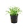 Lilaeopsis brasiliensis - In pot