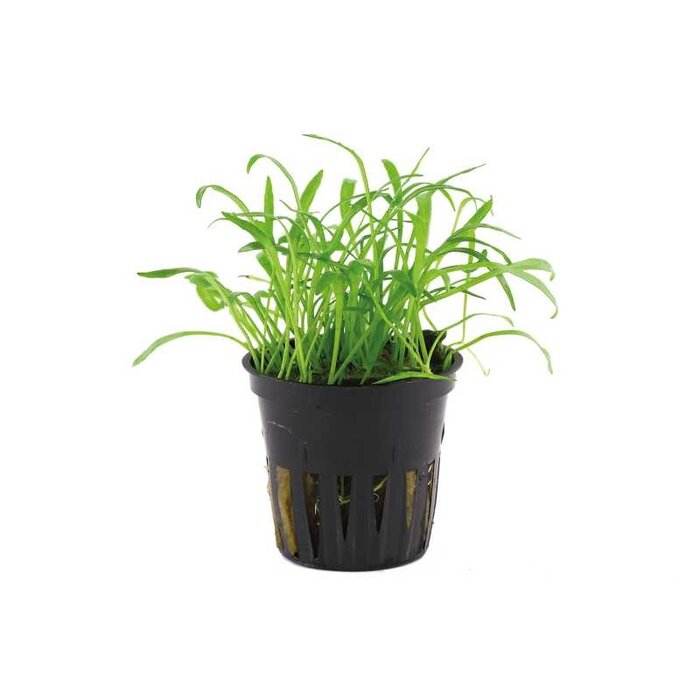 Tropica Lilaeopsis brasiliensis - In pot