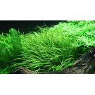 Tropica Blyxa japonica - In Vitro Cup