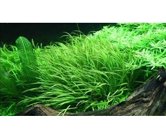 Tropica Blyxa japonica - In Vitro Cup