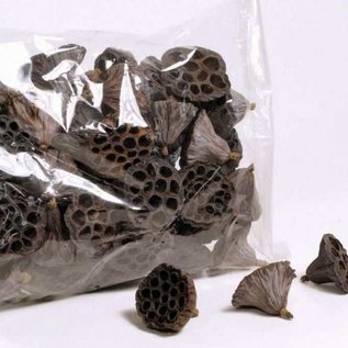 Onlineaquarium spullen Lotus pods 6-8cm