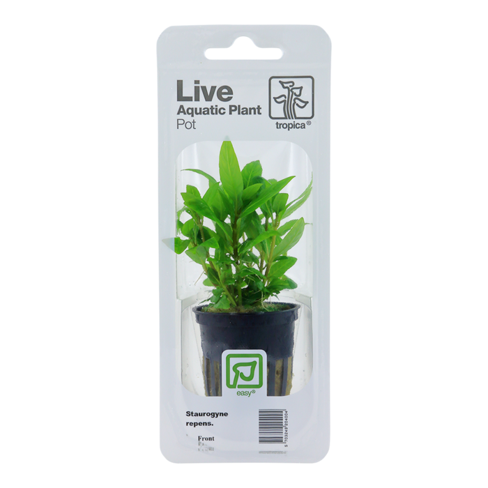 Tropica Staurogyne repens - In pot