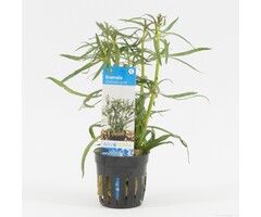 Eustralis Stellata 'Grof'