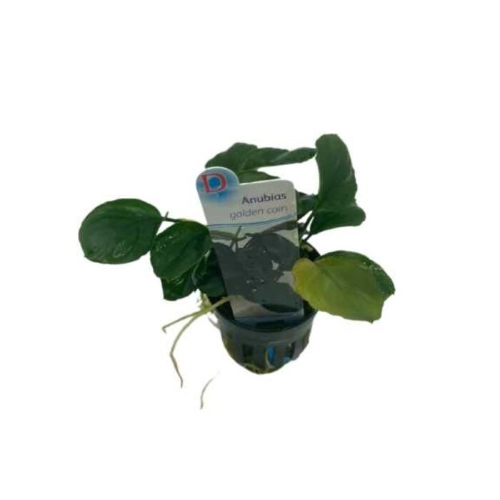 Anubias 'Golden coin'