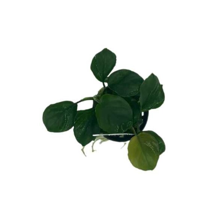 Anubias 'Golden coin'