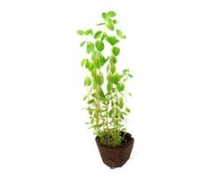 Tropica Rotala rotundifolia - Cocos pot