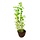 Rotala rotundifolia - Cocos pot