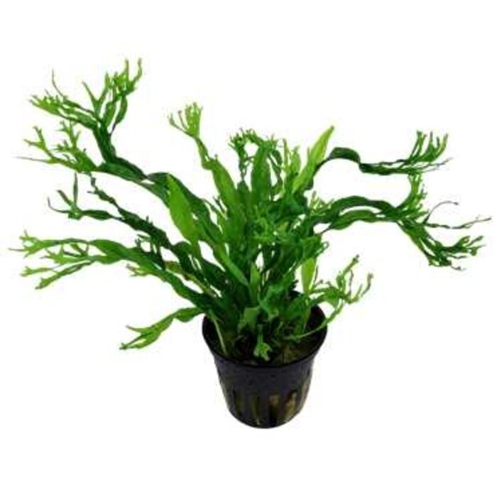 Tropica Microsorum pteropus 'Windeløv'
