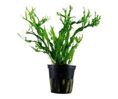 Tropica Microsorum pteropus 'Windeløv'