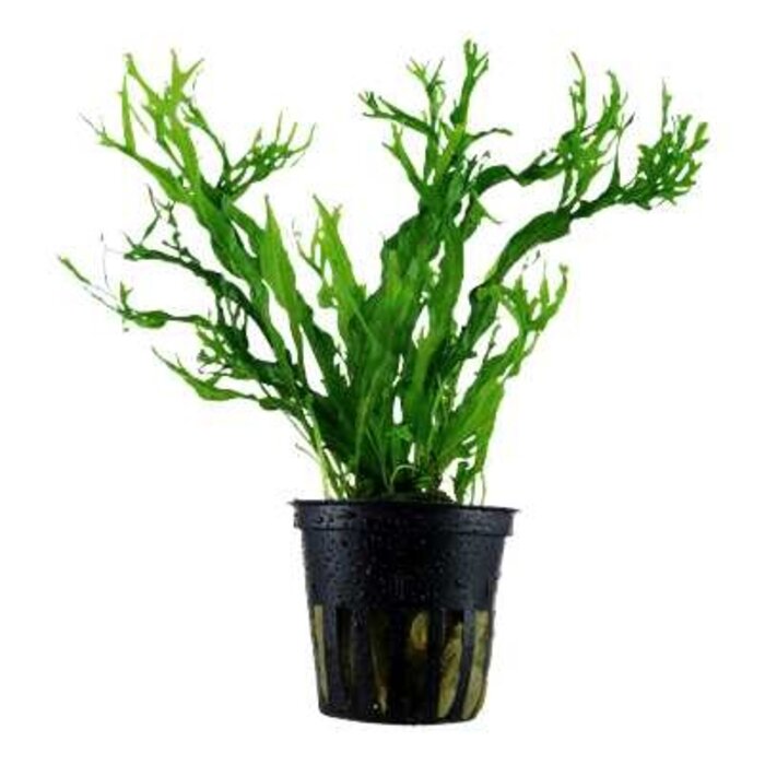 Tropica Microsorum pteropus 'Windeløv'