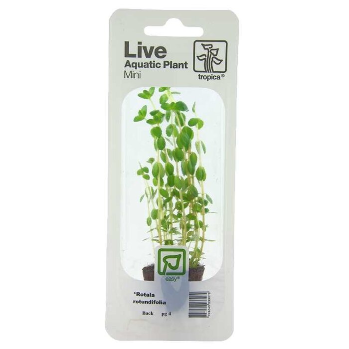 Tropica Rotala rotundifolia - Cocos pot