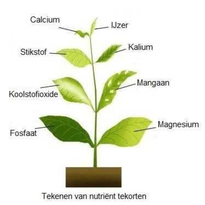 SL-aqua SL-aqua Bing Tsau Kalium