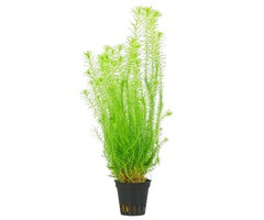 Mayaca Fluviatilis