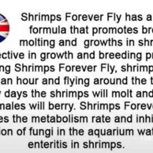 Shrimps forever Shrimps Forever fly