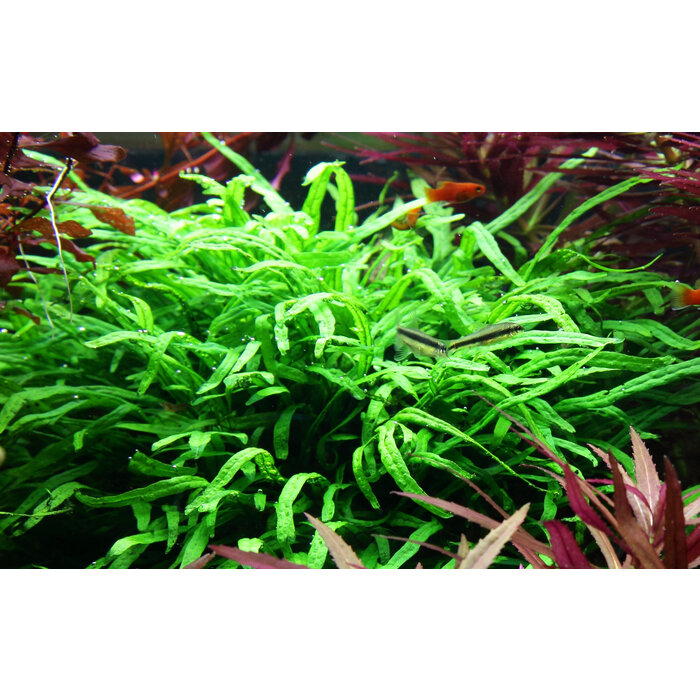 Tropica Microsorum pteropus 'Trident'