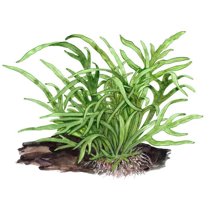 Tropica Microsorum pteropus 'Trident'