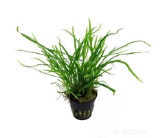 Tropica Microsorum pteropus 'Trident'