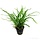 Microsorum pteropus 'Trident'