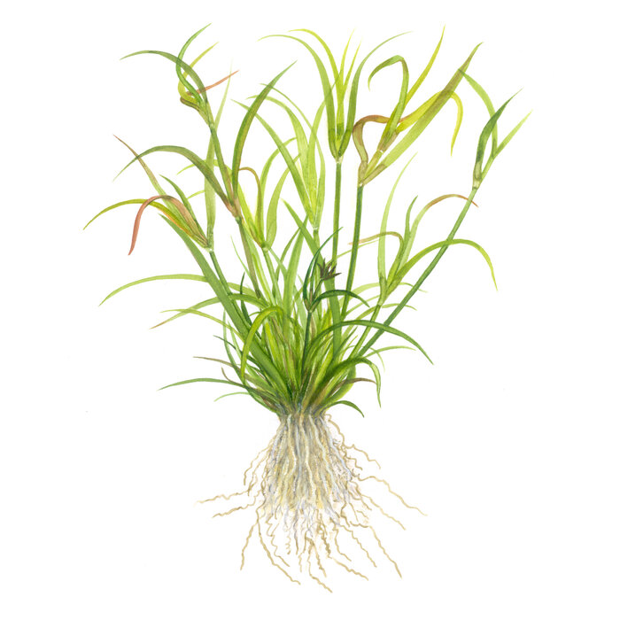 Tropica Juncus repens - In Vitro Cup