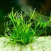 Tropica Juncus repens - In Vitro Cup