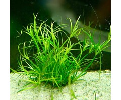 Tropica Juncus repens - In Vitro Cup