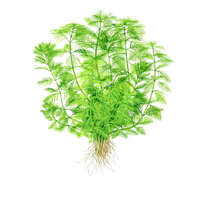 Tropica Myriophyllum Mattogrossense - In Vitro Cup