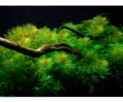 Tropica Myriophyllum Mattogrossense - In Vitro Cup