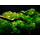 Myriophyllum Mattogrossense - In Vitro Cup