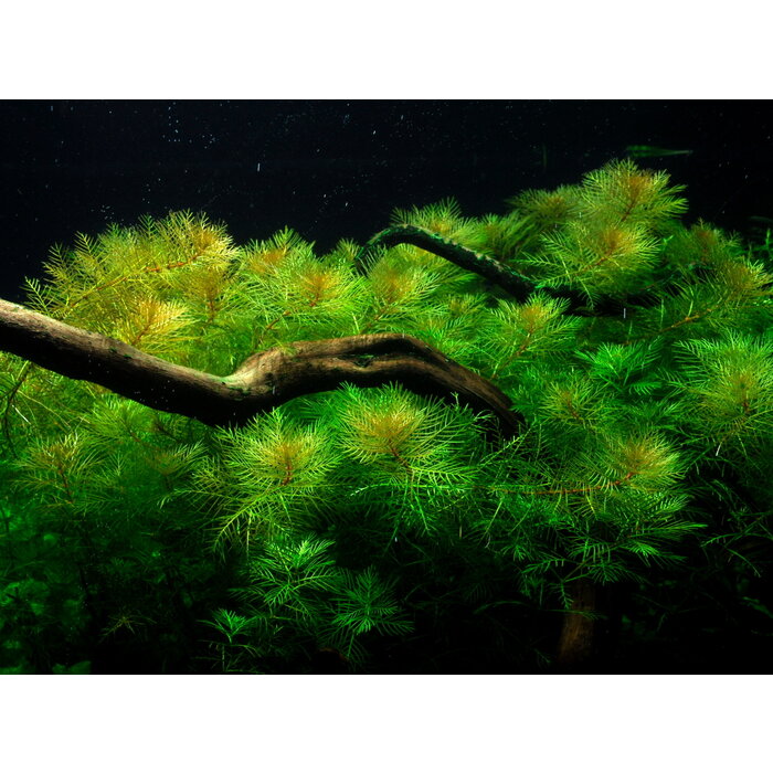Tropica Myriophyllum Mattogrossense - In Vitro Cup