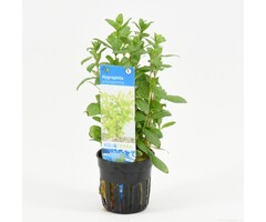 Hygrophila polysperma